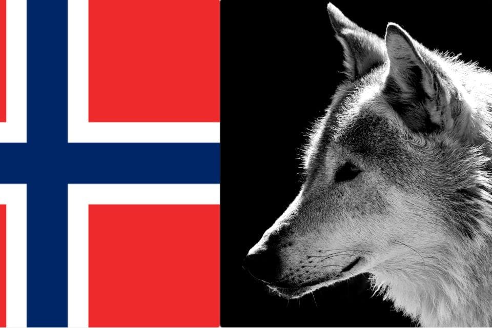 Politiker rasar efter ett beslut som innebär att en genetiskt viktig varg ska skyddas i en egen vargzon.