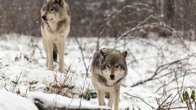 Vargjakten är över, sammanlagt sköts 27 vargar i Sverige mellan den 2 januari och 15 februari.