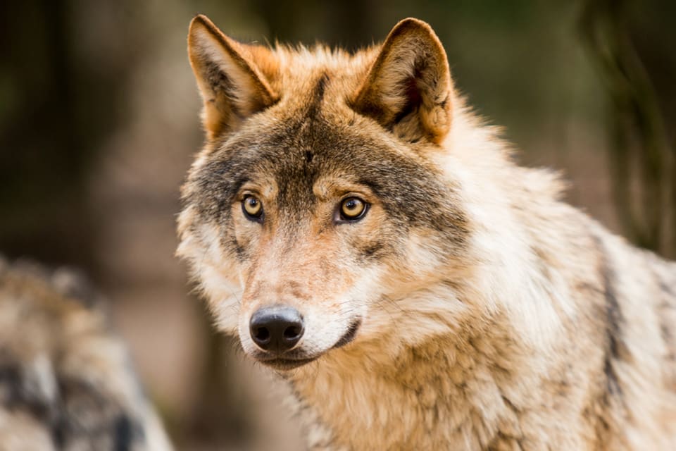 Fem barnfamiljer mötte Södertörnsvargen i Tyresta i lördags och ett par med en labradorvalp blev förföljda av den. (Arkivbild)