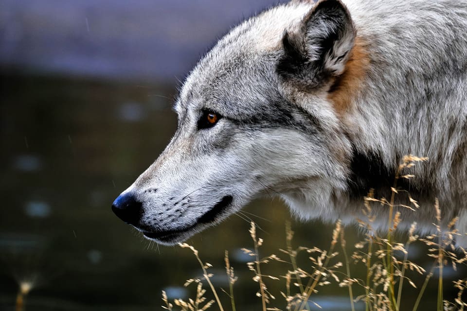 Två vargar har dödats av varg i Västerhaninge. Om det är Södertörnsvargen som rivit dem vill länsstyrelsens rovdjurshandläggare inte spekulera i.