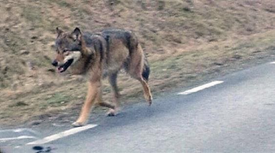 Länsstyrelsen i Halland har lagt ut den här bilden på den orädda ”vägvargen” som fotograferats av flera trafikanter.