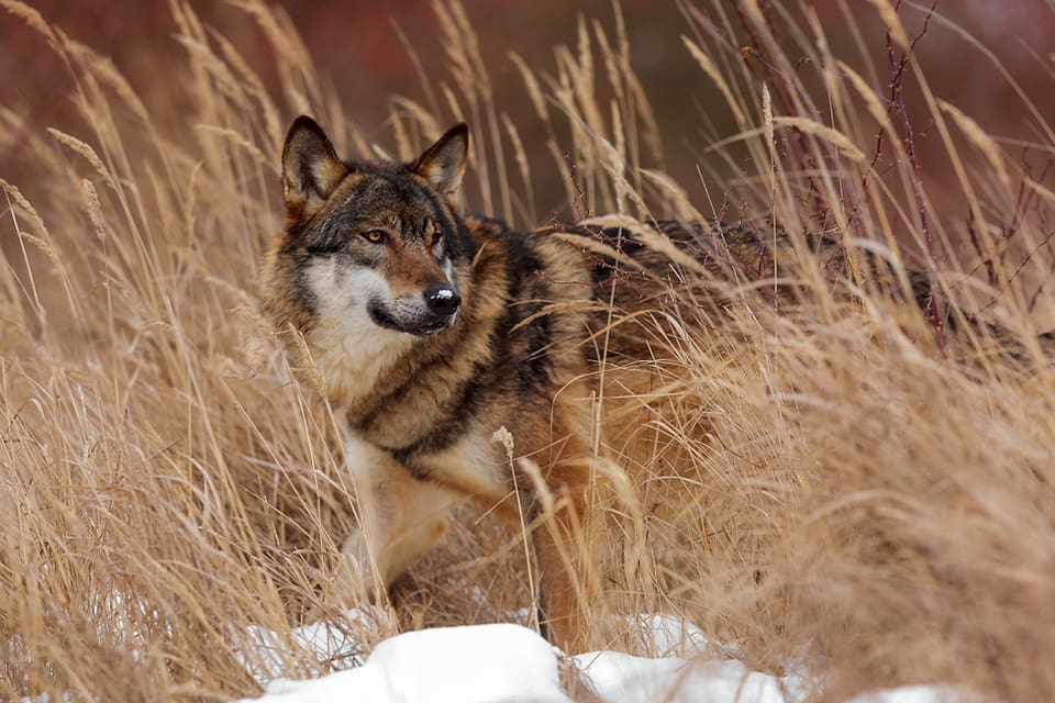 Under förra hösten dokumenterades totalt fyra vargar i Västerbottens län. I december fanns tre av dem kvar. Samtliga sköts under skyddsjakt i december.