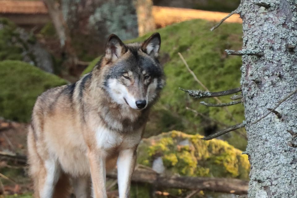 Danska politiker kan inte svara på vilka följder den som skjuter en varg i nödvärn kan vänta sig. Det beror på hur varje specifik situation ser ut, menar Esben Lunde Larsen, Danmarks miljö- och livsmedelsminister.