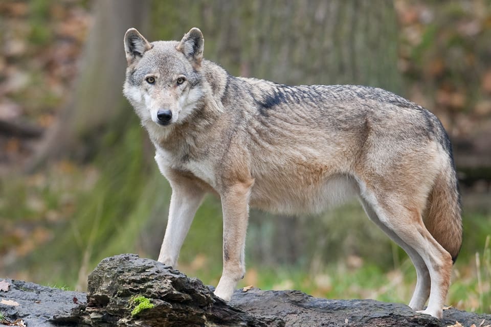 Kolsvavargen är inte avlivad än, trots tre månaders skyddsjakt. Jägareförbundet i Västmanland vill ha effektivare metoder. (Arkivbild)