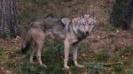Nu ska finska jägare intensifiera insamlandet av varg-dna.