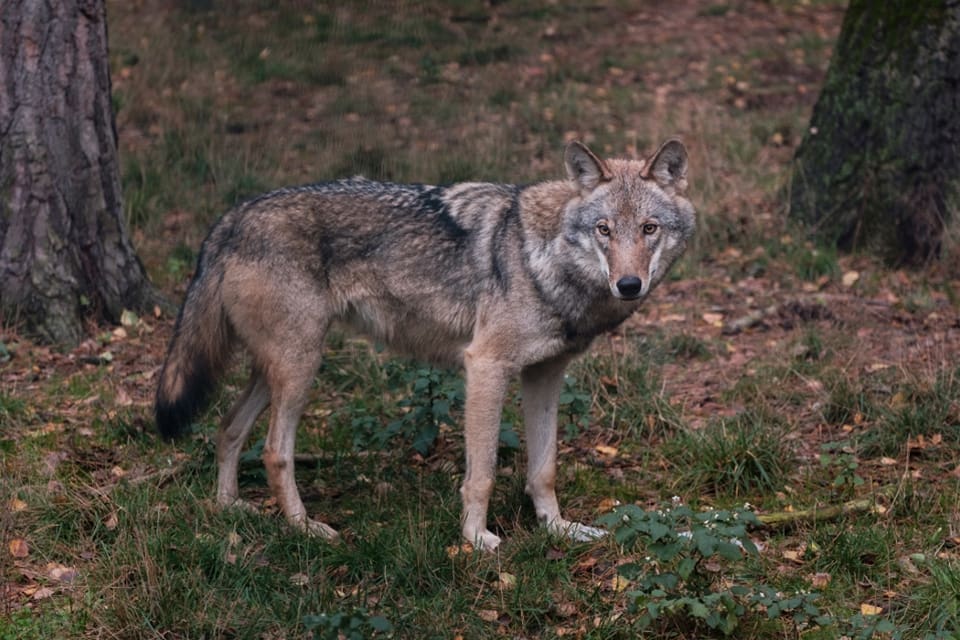 Nu ska finska jägare intensifiera insamlandet av varg-dna.