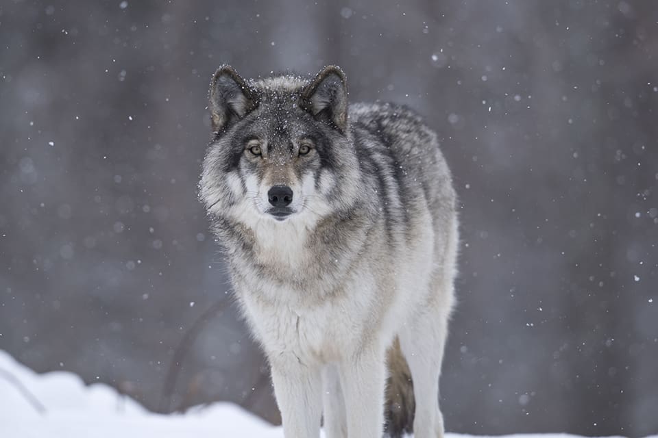 Efter att en sjätte hund attackerats av varg i Rackstadsreviret i Värmland, trots att en varg sköts förra veckan, beslutar länsstyrelsen om skyddsjakt på ytterligare en varg.