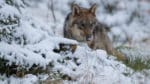 Vargkontaktpersonen i västra Finland ska fungera som en länk mellan markägare, jakträttsinnehavare och Viltcentralen.