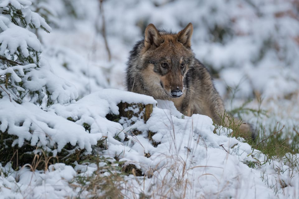 Vargkontaktpersonen i västra Finland ska fungera som en länk mellan markägare, jakträttsinnehavare och Viltcentralen.