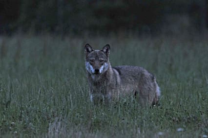 I nära anslutning av att den här bilden tas, triggas den unga vargens jaktinstinkt igång. Den tar några snabba språng mot Pia Daleke i den blekingska sensommarnatten. Ganska snabbt fattar dock vargen att det inte är någon idé att gå till anfall.
