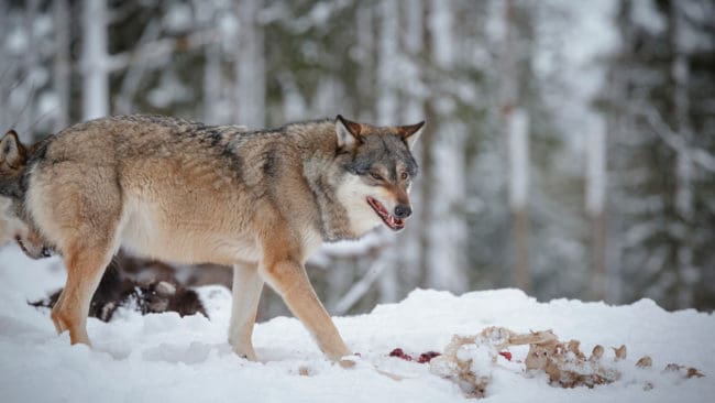 I västra Västmanland är älgjakten inställd eller kraftigt reducerad på grund av att de cirka 40 vargarna i området håller på att äta upp de få älgar som finns kvar.