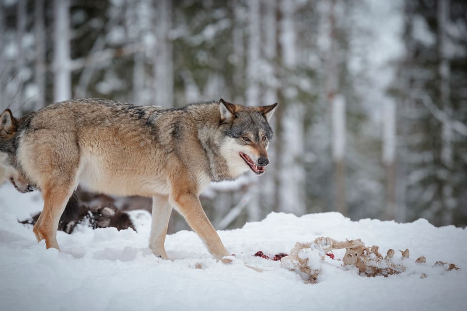 I västra Västmanland är älgjakten inställd eller kraftigt reducerad på grund av att de cirka 40 vargarna i området håller på att äta upp de få älgar som finns kvar.