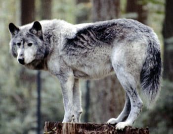 Vargar har hittills sluppit att få elstötar när de angriper jakthundar. Men Grimsö-forskare har tidigare gett hundar elstötar för att lära dem att undvika varg.
