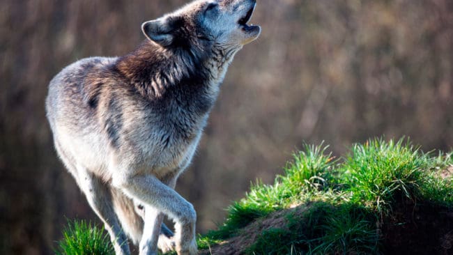 En förening för ett vargfritt Danmark har bildats för att ge de vargdrabbade en röst och göra det möjligt att skjuta vargar när de attackerar tamdjur och är närgångna mot barn.