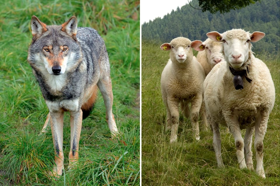 Norges Bondelag och Norges Skogseierforbund har gått samman för att varna att missnöjet med norsk vargpolitik orsakar allt större missnöje.