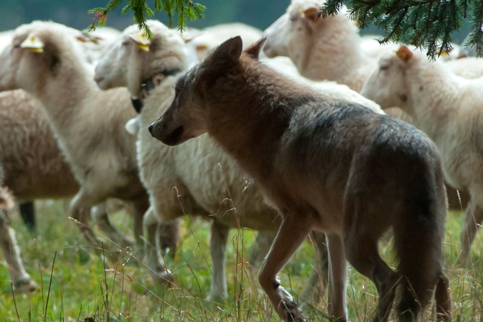 Länsstyrelsen i Gävleborg tillbakavisar alla påståenden från vargfantasterna, som lyckats få skyddsjakten på den fårdräpande vargen i Åmot tillfälligt stoppad efter överklagande till förvaltningsrätten. (Arkivbild)