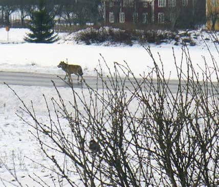 En av vargarna i Heby-området går rakt genom byn Hårsbäck vårvintern 2007. Trots att minst fem hundar angreps av varg ville inte Naturvårdsverket bevilja skyddsjakt.