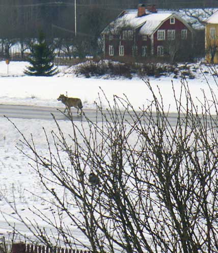 En av vargarna i Heby-området går rakt genom byn Hårsbäck vårvintern 2007. Trots att minst fem hundar angreps av varg ville inte Naturvårdsverket bevilja skyddsjakt.