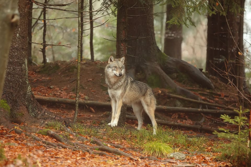 En ledande tysk politiker kräver att Tyskland beslutar om en maxnivå för vargstammen.