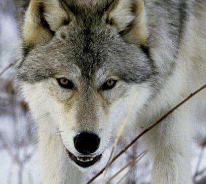 Förra vintern fanns enligt bekräftade observationer 135 vargar i Norge-Sverige, men det kan finnas mer än 150 vargar i de två länderna.