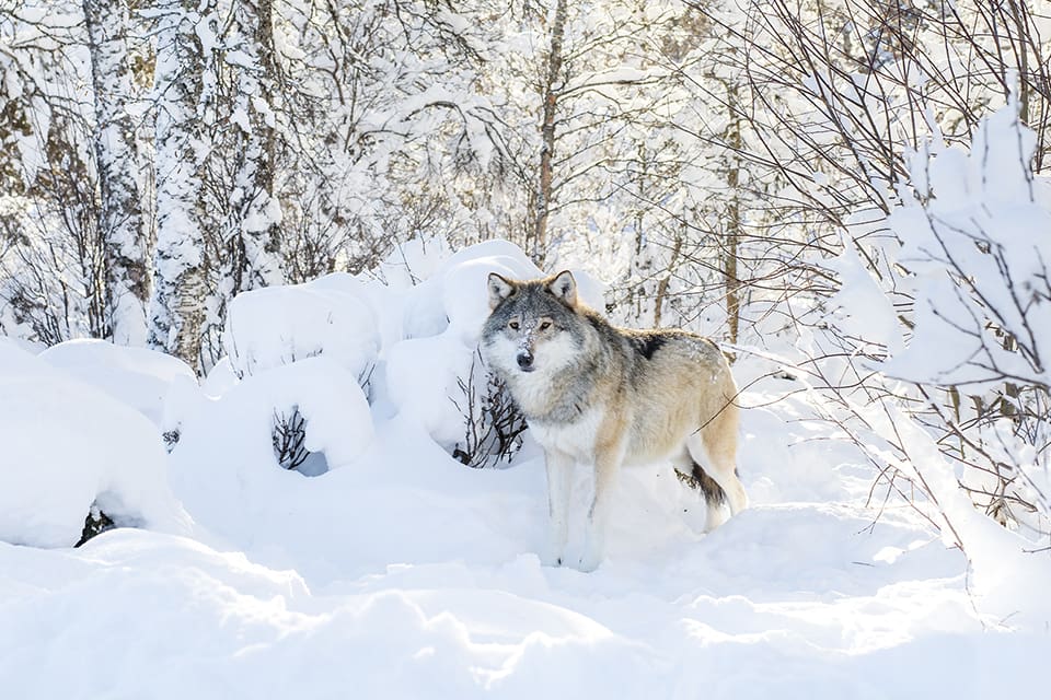 Jägarna som utförde licensjakten på varg i Dalarna får beröm av länsstyrelsen.