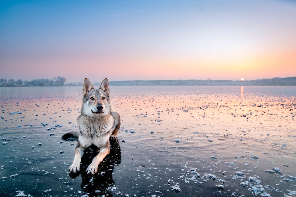 En båtbesättning vittnar om att en varg från Finland är på väg på isen mot Åland. (Arkivbild)