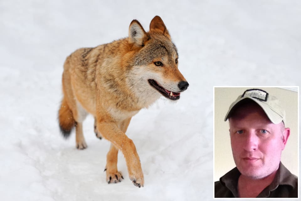 Naturvernforbundets protester mot jakt på varg från helikopter är hyckleri, anser Jegernes Intresseorganisasjon med ordförande Rolf Larsen i spetsen.