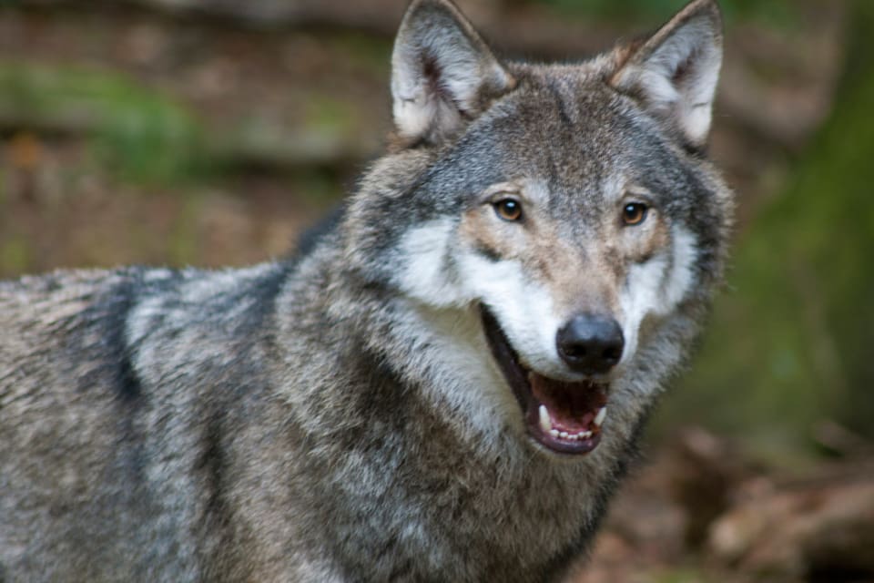 Den orädda vargen har varit tio meter från invånare på ön Replot i finska Österbotten. Polisen har beslutat att vargen ska skjutas eftersom det inte ses som normalt med så oskygga vargar. (Arkivfoto)