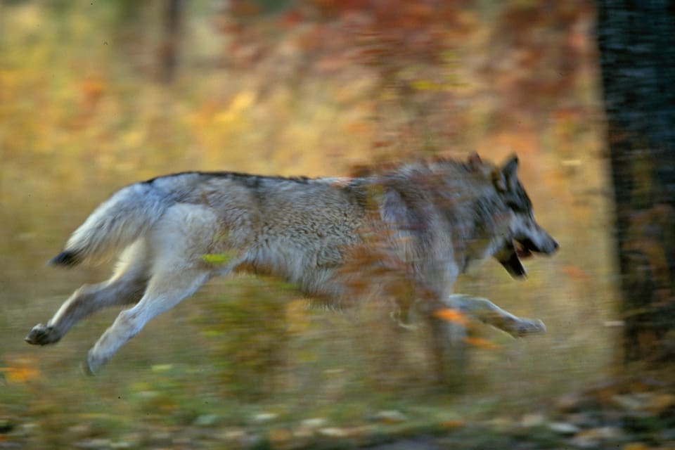 Länsstyrelsen avslår skyddsjakt på två orädda vargar i Gävleborgs län som besökt bostäder i byarna Mossbo och Holmsveden. I ett fall fick en person en knuff på benet av en varg som sprang ut från ett buskage. (Arkivbild)