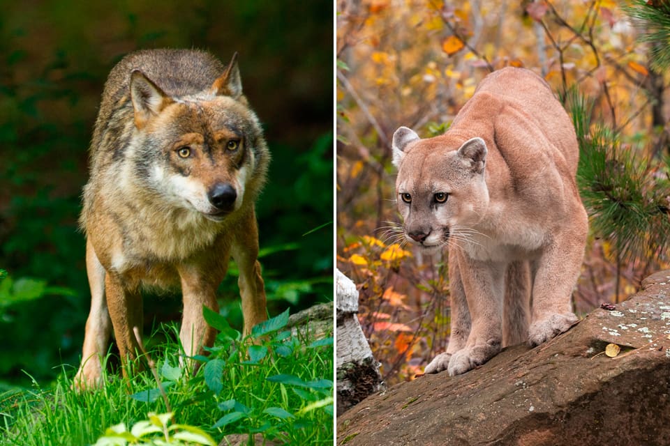 Forskare menar att det är farligare för kvinnor än män att hantera rovdjur som vargar, leoparder och pumor.