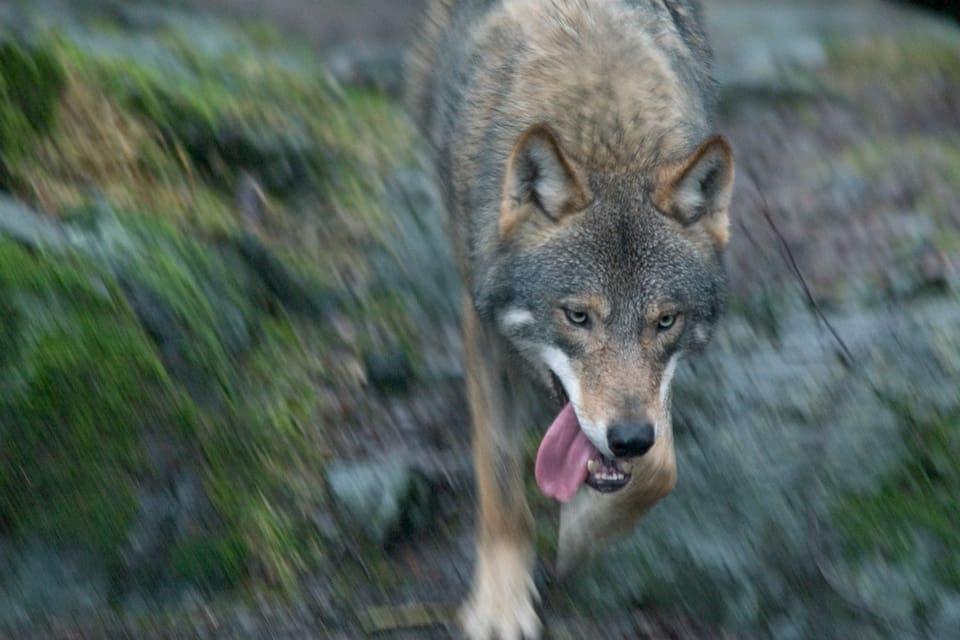 Vargen som härjat bland renar i både Norrbotten och Västerbotten är en hanne från Prästskogen-reviret och anses därmed inte som en ”genetiskt värdefull” invandrare. Därmed kan det bli skyddsjakt. (Arkivbild)