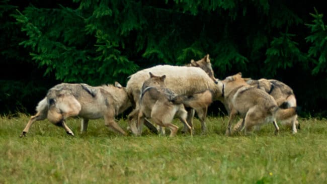 Rovviltnämnderna i Norge har beviljat sommarjakt på åtta vargar som härjar bland betande får. Men miljöministern i Norge ger inte besked i frågan, trots påstötningar från oroliga fårägare.
