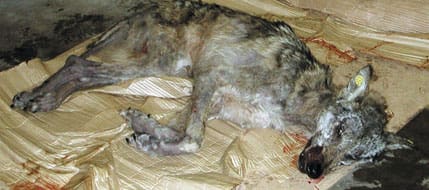 Skabbdrabbad varg som sköts av en jägare för att förkorta lidandet. En vargspanare borde väl inse att det är djurplågeri att låta skabbsjuka vargar leva, tycker debattskribenten ”Lantisen”.