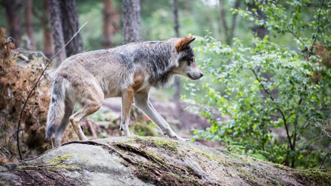 Skyddsjakten på en varg i ett område i Årjängs kommun har förlängts av länsstyrelsen i Värmland för att hindra fler angrepp på får. (Arkivbild)