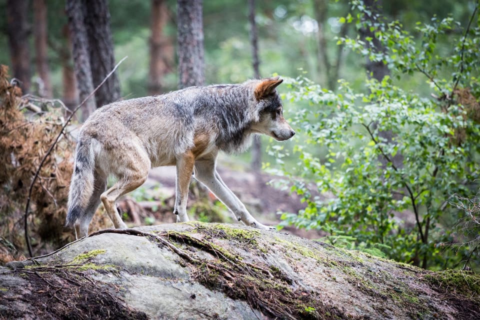 Skyddsjakten på en varg i ett område i Årjängs kommun har förlängts av länsstyrelsen i Värmland för att hindra fler angrepp på får. (Arkivbild)