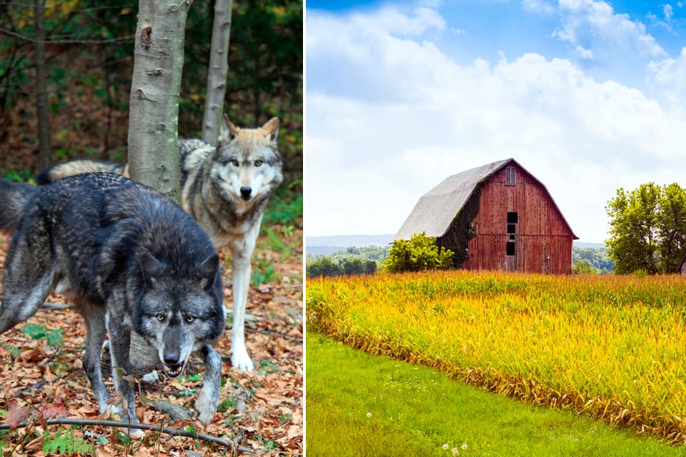 Det finns rekordmånga vargar i Wisconsin, en stat som många utvandrande svenskar och andra nordbor emigrerade till och bosatte sig på landsbygden.