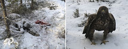 En omtöcknad örn hittades vid den vargrivna älgen, norr om Furudal, där gift lagts ut. På platsen låg även en död duvhök och en skadad kungsörn.