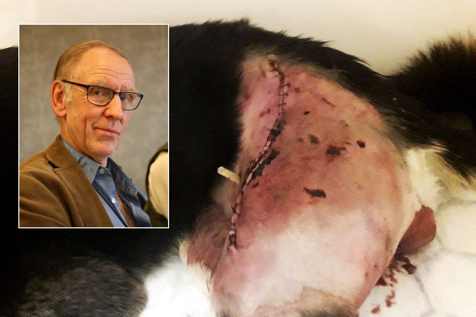 Henrik Tågmark begär skyddsjakt på två vargar inom Gårdsjöreviret i området där angreppet på hans svårt skadade östsibiriska lajka Cindy ägde rum.
