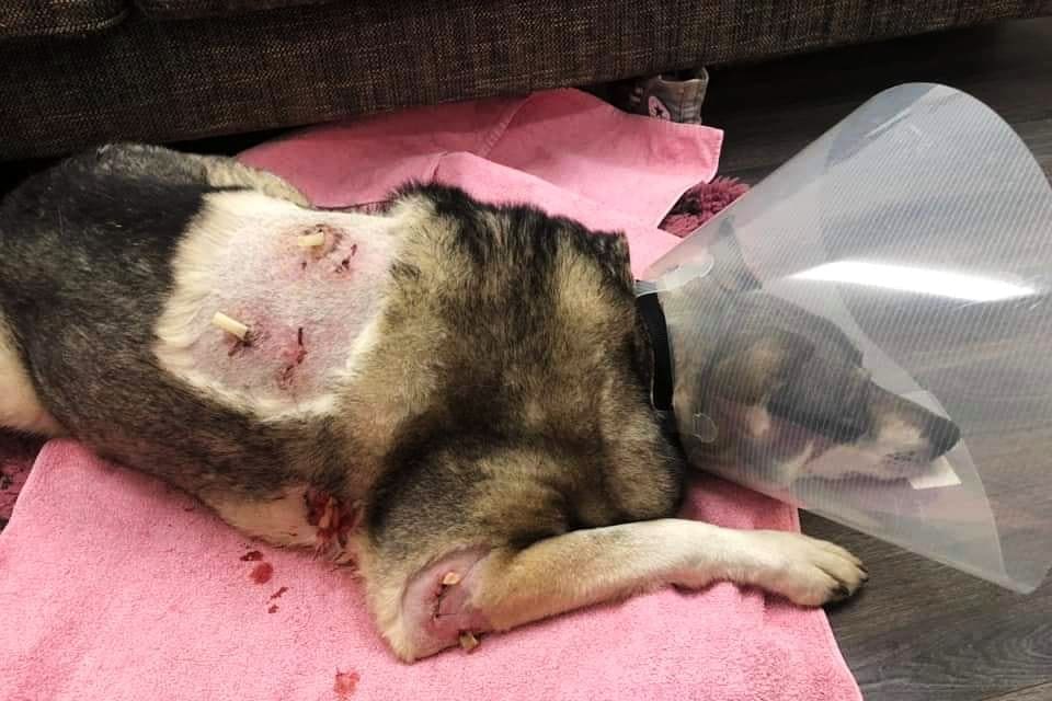 Veterinären sydde ihop bitsåren och satte dit dränageslangar. (Klicka på en av pilarna för att se fler bilder.)
