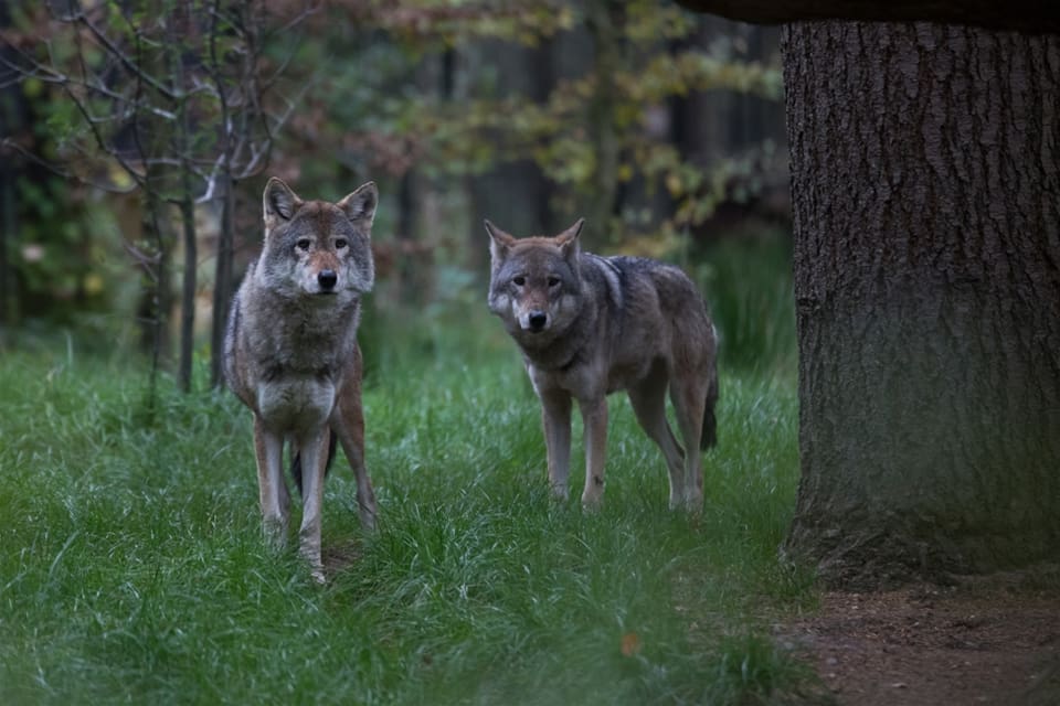 Vargarna orsakade stor skada, inte minst på får, under 2020.