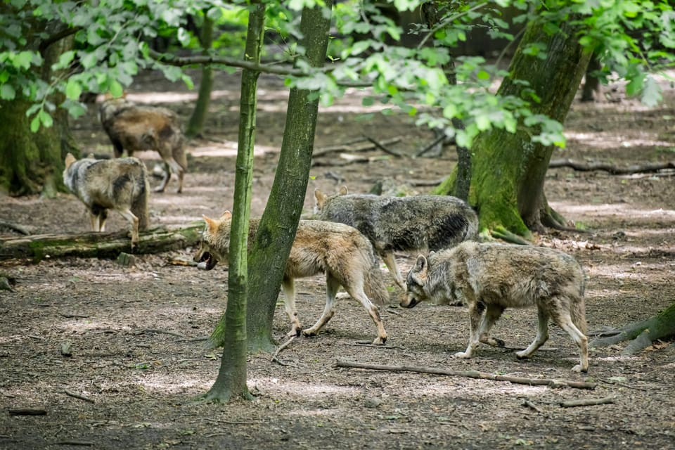 Djurskötarna som arbetade med vargarna på Kolmården tog stora risker. (Arkivbild)