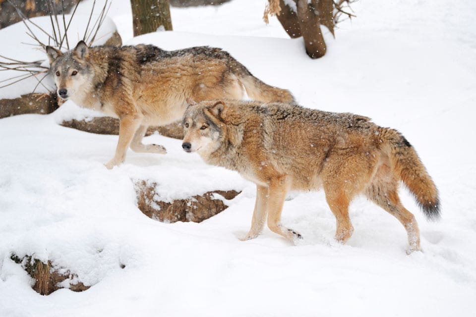 Finska myndigheter utökar kvoten av vargar som får jagas, från 40 till 53.