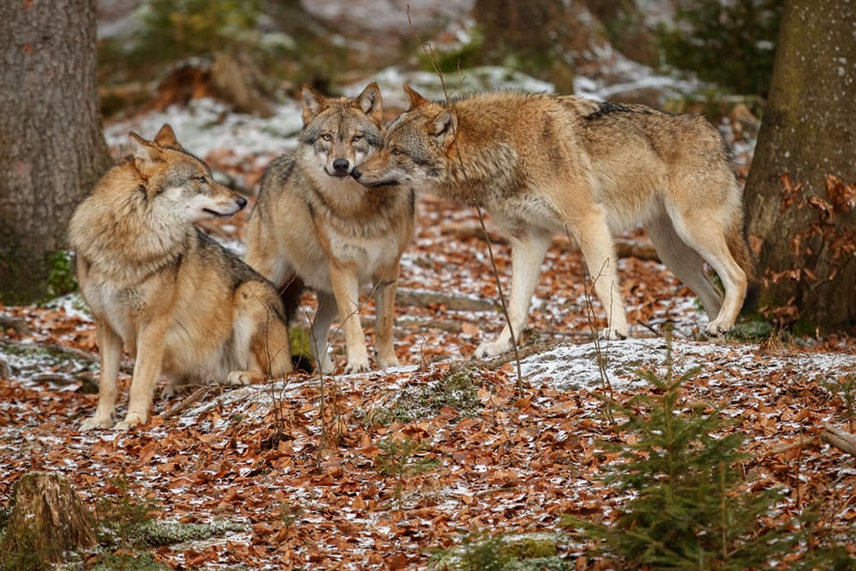 Fem nya vargrevir har konstaterats under vinterns inventeringsarbete i Värmland.