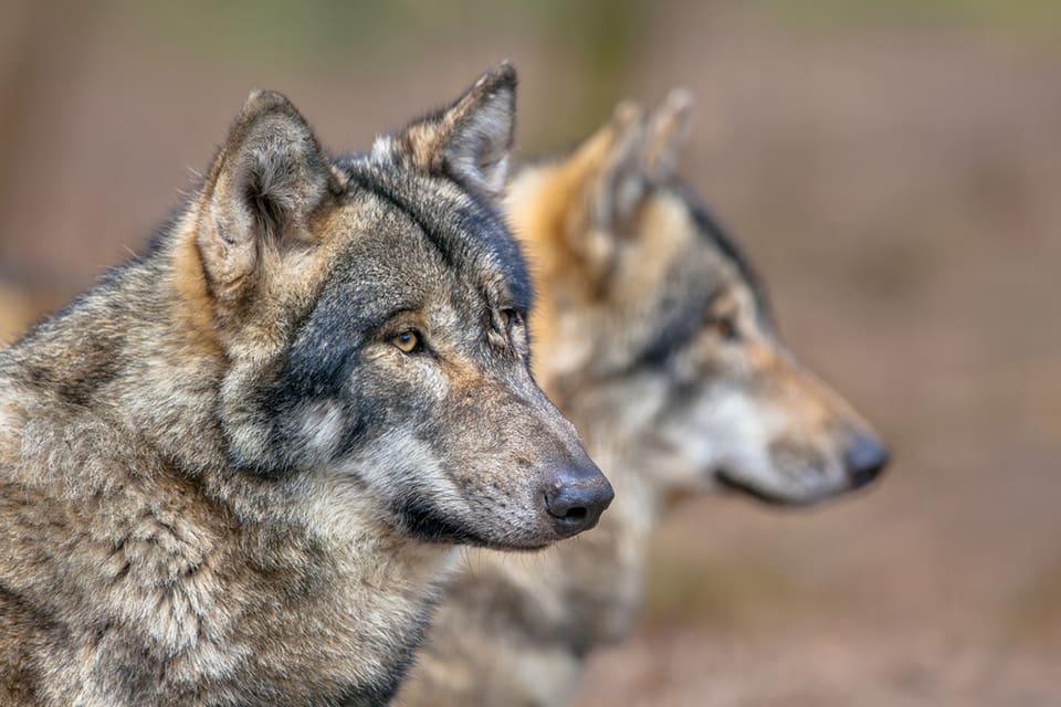 Djurrättsorganisationen Jaktkritikerna har överklagat skyddsjaktsbeslutet om ett vargpar i Jämtland.