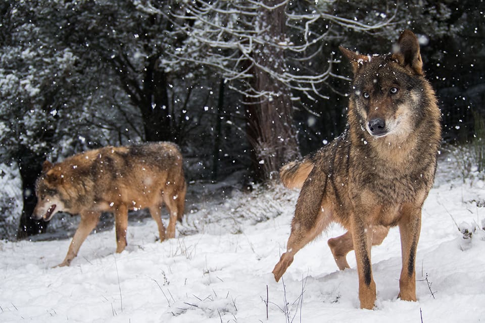 Norska brukarorganisationer rasar mot Olso tingsrätts beslut att stoppa den pågående vargjakten.