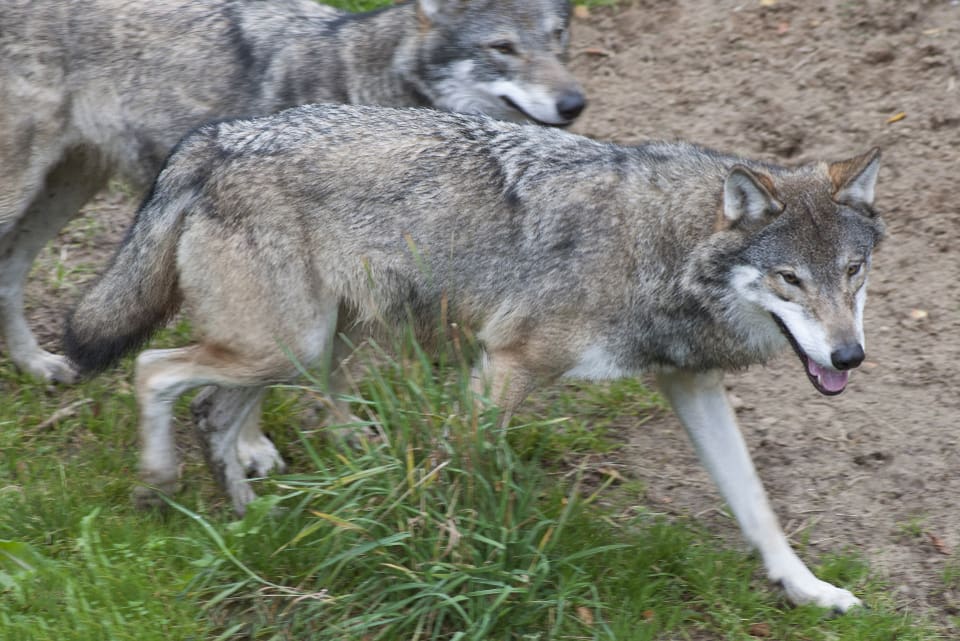 Utplanteringen av varg på Isle Royale har inte börjat bra. En tik och en hane har nu dött.