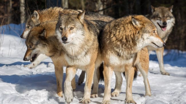 Att ytterligare fyra vargar får fällas i Norge hotar inte beståndets överlevnad eller målet för beståndet 2019, anser klimat- och miljöminister Ola Elvestuen.