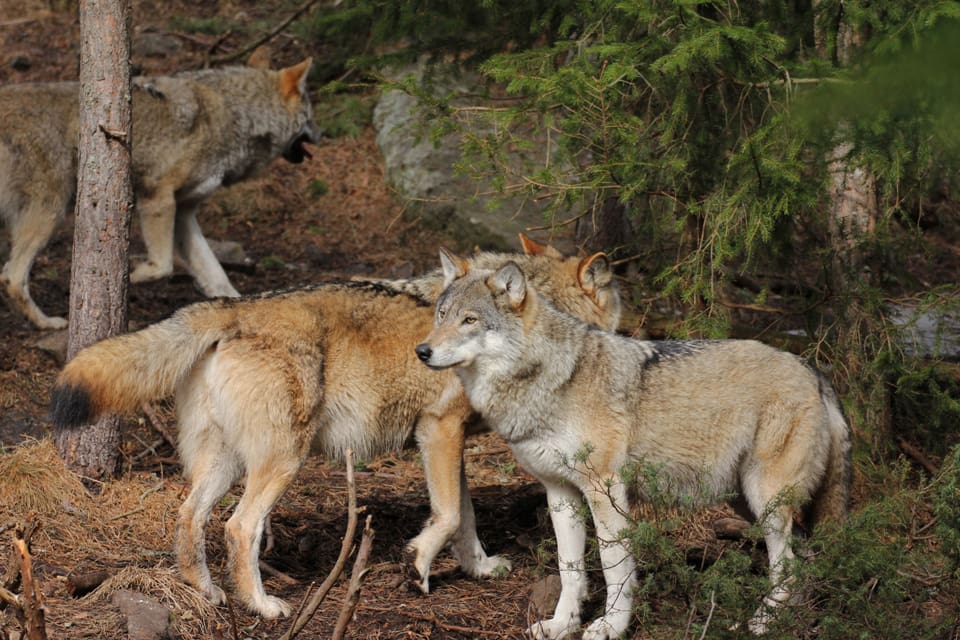 Det blir ingen licensjakt på varg i Sverige i januari nästa år och beslutet om att Jämtland ska ha minst tio vargar ligger fast.