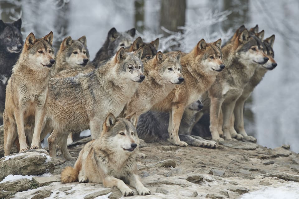 Länsstyrelsen bekräftar att den vargflock som rörde sig utanför Järvsö i mitten av november består av inte mindre än 14 individer. (arkivbild)