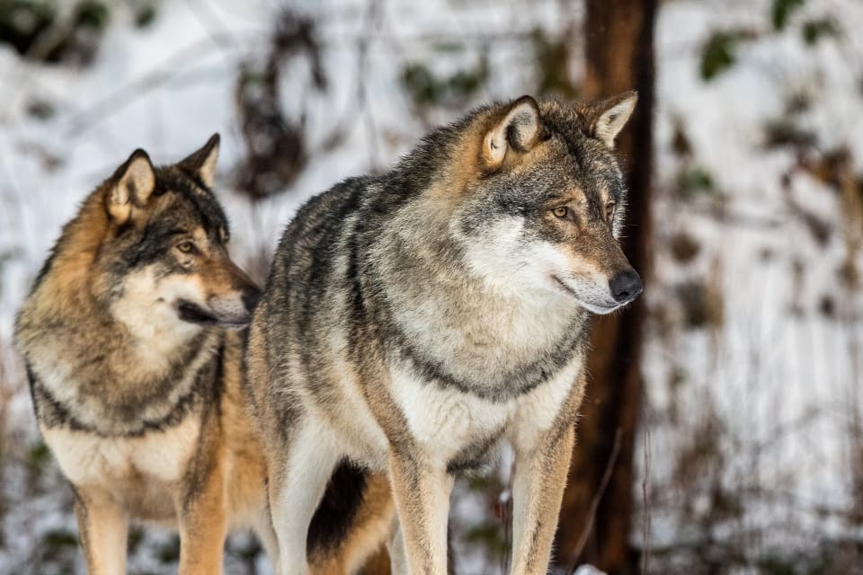 Hägnägaren har sagt att ”det är 100 procent amerikanska vargar” som ”en man i Lappland” åkte över till USA och hämtade åt honom. (arkivbild)